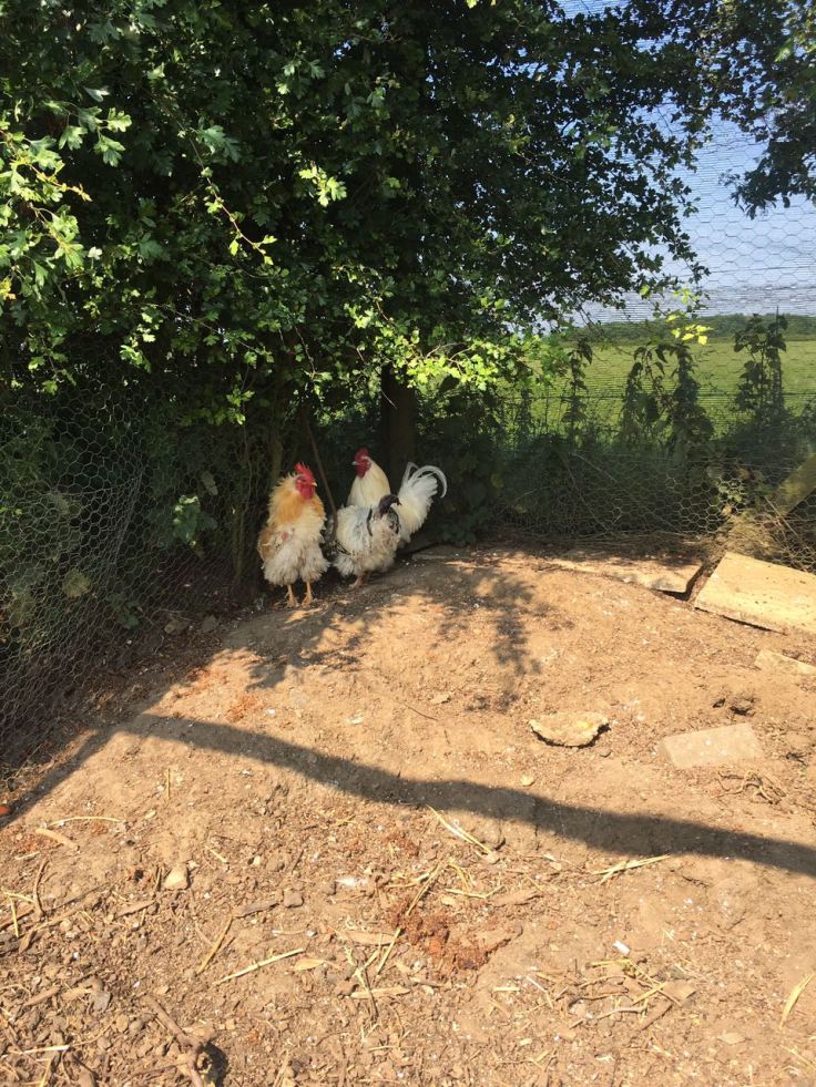 IMG-20170619-WA0001[1]